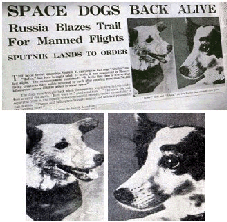 image of newspaper headlines 
announcing safe return of belka and strelka from flight with image of dogs