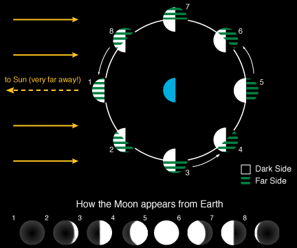 This diagram shows how the Moon always has a lit side (facing the
Sun) and a dark side (facing away from the Sun). At the bottom of the diagram eight phases of the moon are illustrated with the heading: How th e moon appears from Earth.