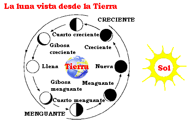 Dibujo del la órbita Luna-Tierra, ilustrando las fases de la Luna. El dibujo corresponde al sistema Luna-Tierra-Sol visto desde arriba de nuestro sistema solar. La Tierra está situada en el centro de ocho imágenes de la luna en distintos lugares en el ciclo lunar. A la derecha el Sol ilumina el sistema Tierra-Luna.