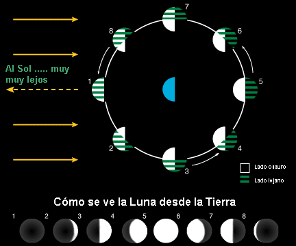 This diagram shows how the Moon always has a lit side (facing the
Sun) and a dark side (facing away from the Sun). At the bottom of the diagram eight phases of the moon are illustrated with the heading: How th e moon appears from Earth.