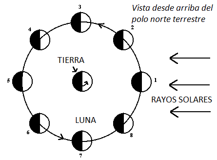 Dibujo de la órbita Tierra-Luna, ilustrando las fases de la Luna. El dibujo muestra la Luna, la Tierra y el Sol vistos desde arriba de nuestro sistema solar. La Tierra se sitúa en el centro de ocho lunas que se ubican en distintos lugares del ciclo lunar. A la derecha brilla el Sol en el sistema Tierra-Luna, creando sombras sobre la Luna, que nosotros vemos como fases.